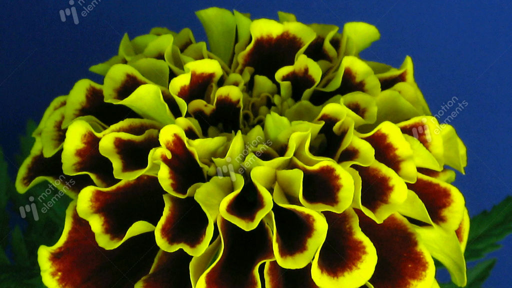 Marigold Snapclip main image 0