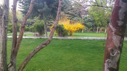 Spring in Park (9)