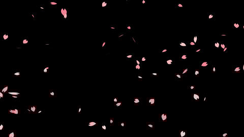 falling cherry blossom gif