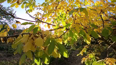 Beautiful Autumn Tree