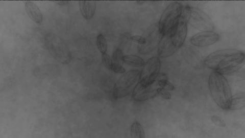 microbes on microscope